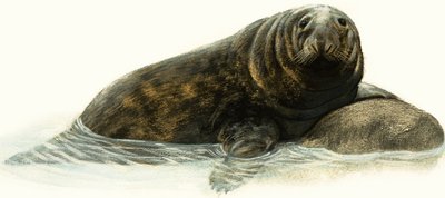 Grey Seal by English School